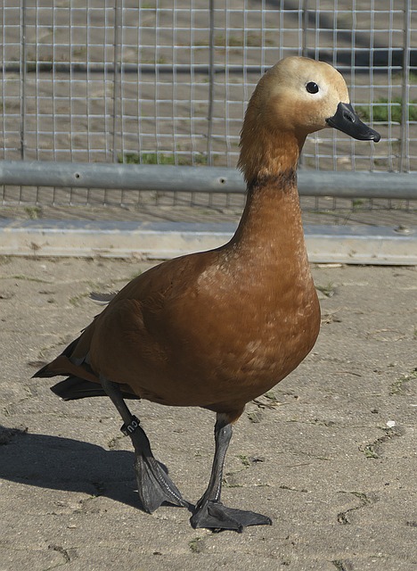 她以